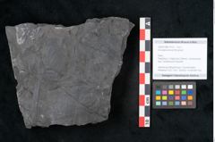 Foto (Objekt + Etikett) von Annularia minuta Brongniart (NHMW-GEO-2024-0188-11012)